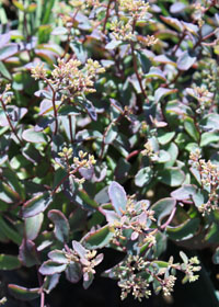 Sedum 'Plum Perfection'